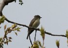 Warbling Vireo (1)