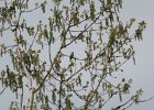 Warbling Vireo (2)