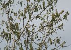 Warbling Vireo (3)
