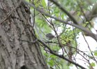 Warbling Vireo (4)