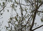 Warbling Vireo (5)