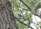Warbling Vireo (6)