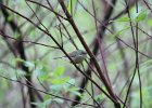 Warbling Vireo (7)