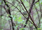 Warbling Vireo (8)