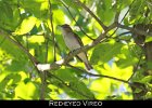 050 - 623 Red-eyed Vireo