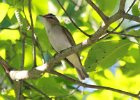 101Red-eyed Vireo