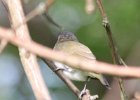 Red-eyed Vireo (15)