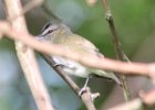 Red-eyed Vireo (16)