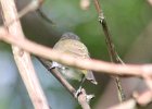 Red-eyed Vireo (17)