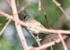 Red-eyed Vireo (18)