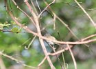 Red-eyed Vireo (19)