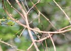 Red-eyed Vireo (20)