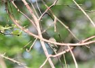 Red-eyed Vireo (21)