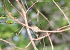 Red-eyed Vireo (22)