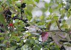 Red-eyed Vireo (23)