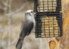 Gray Jay (1)