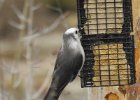 Gray Jay (4)