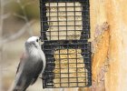Gray Jay (5)