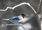 Stellar's Jay (38)