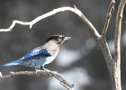 Stellar's Jay (39)