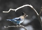 Stellar's Jay (40)