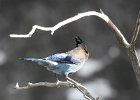 Stellar's Jay (41)
