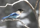 Stellar's Jay (42)