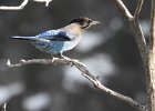 Stellar's Jay (43)