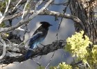 Stellar's Jay (45)