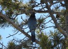 Stellar's Jay (47)