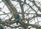 Steller's Jay (1)