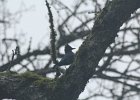 Steller's Jay (12)