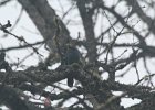 Steller's Jay (16)