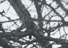 Steller's Jay (19)