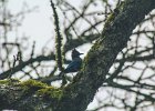 Steller's Jay (6)
