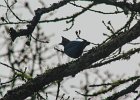 Steller's Jay (7)