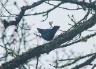 Steller's Jay (8)