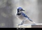 051 - 629 Blue Jay