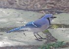 101Blue Jay
