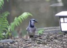 BlueJay (1)
