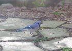BlueJay (2)