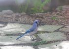 BlueJay (3)
