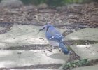 BlueJay (4)
