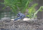 BlueJay (5)