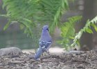 BlueJay (6)