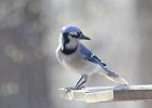Bluejay (8)