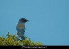051 - 634 Western Scrub-Jay