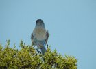 Western Scrub-Jay (1)