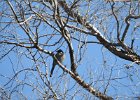 Western Scrub-Jay (10)