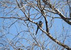 Western Scrub-Jay (11)